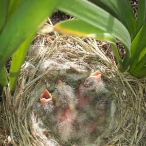 birds